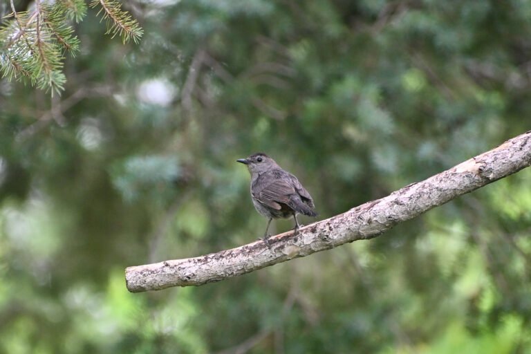 Gray Catbird