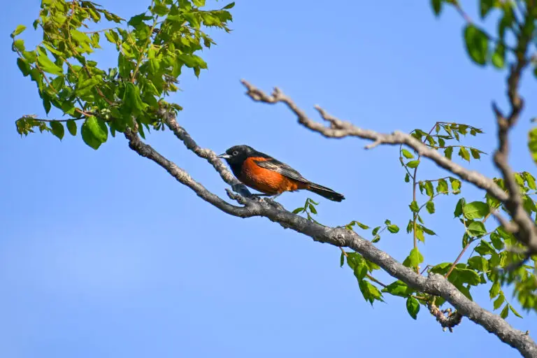 Orchard Oriole