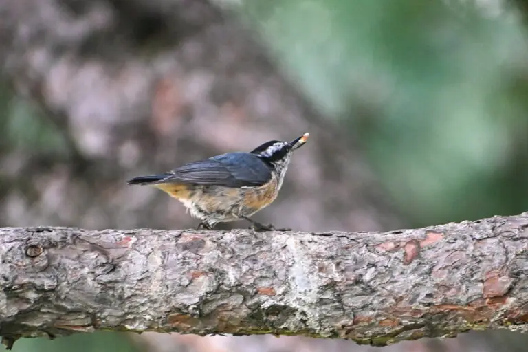 Red Breasted Nuthatch