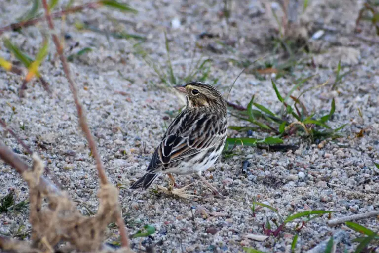 Savannah Sparrow