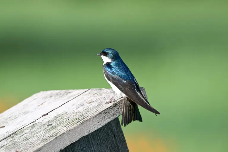 Tree Swallow