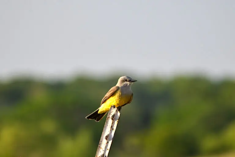 Western Kingbird