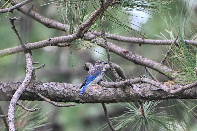 Eastern Bluebird