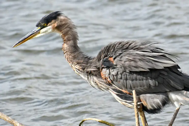 Blue Heron