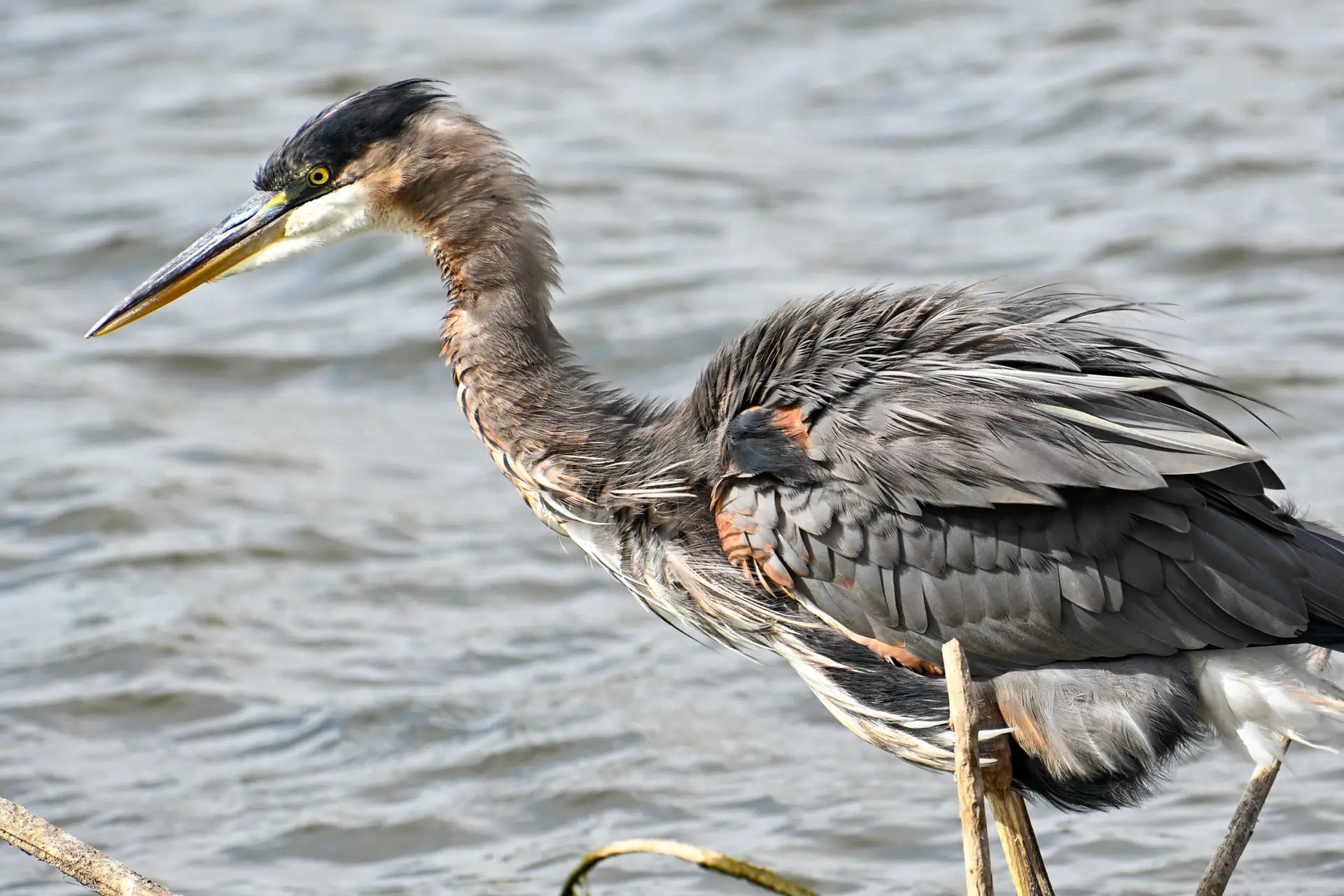 Blue Heron