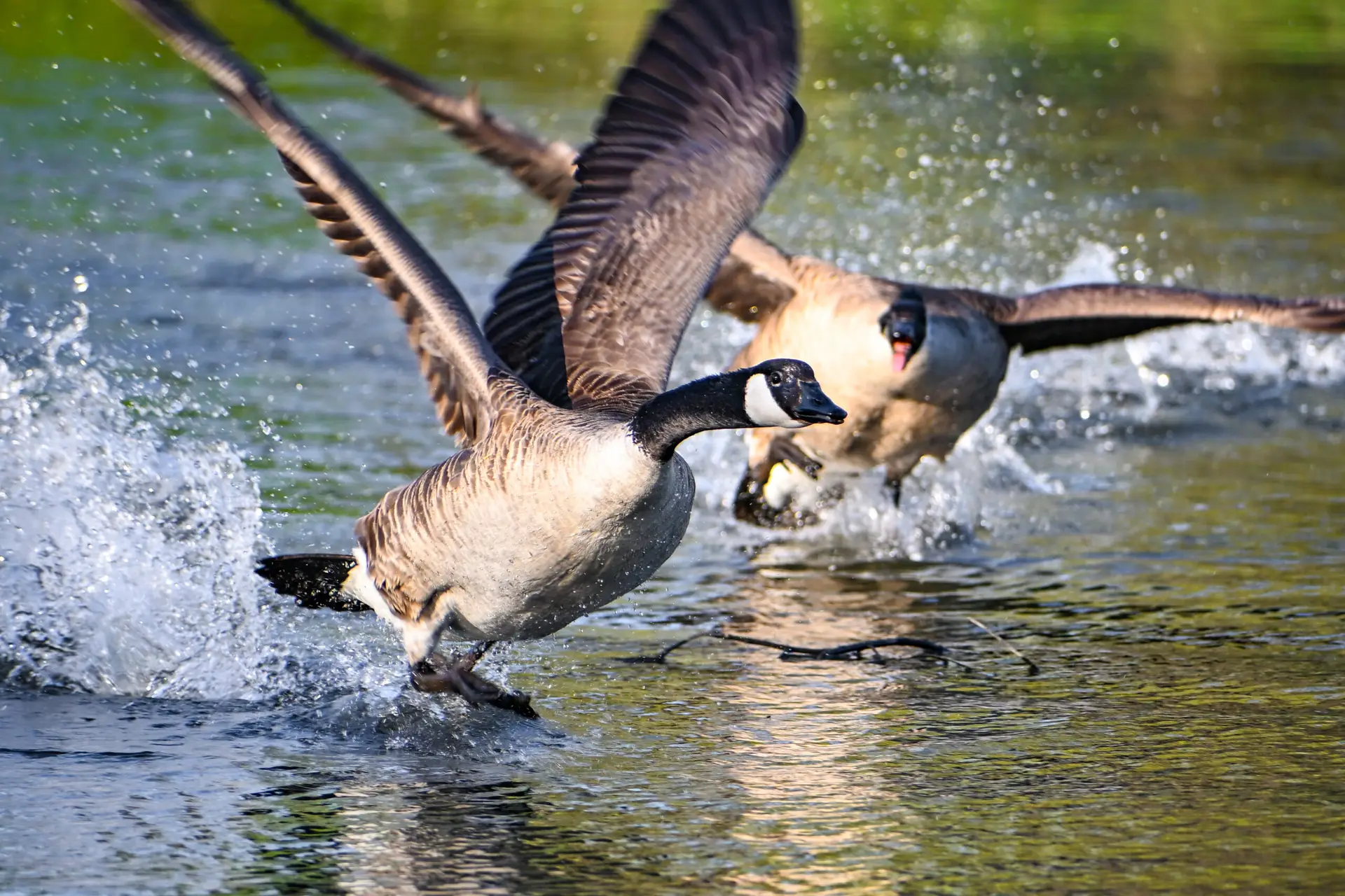 Canada Goose
