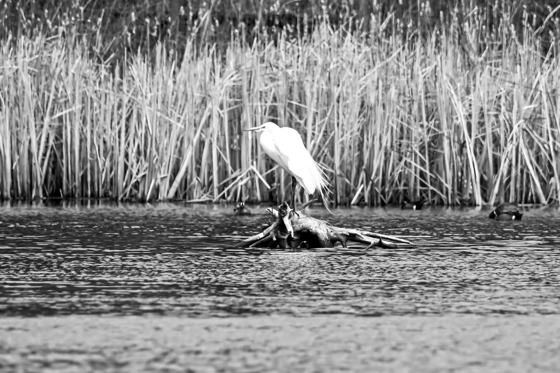 White Egret